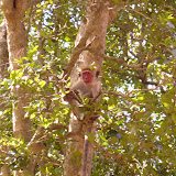  foto album Sri Lanka