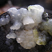Exidia-nucleata-Crystal-brain-fungus-20100129.JPG