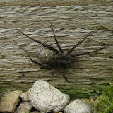 Pardosa sp. - mummy wolf spider carrying her babies in the sac behind her