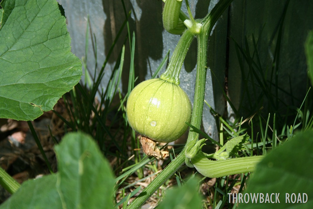 [garden%2520home%2520july%25202012%2520041%255B3%255D.jpg]