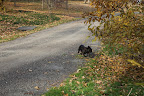If Sharkey thinks for one second that I'm going to step on those icky smelling ginkgo fruits, she's crazy!  That smell lingers for a very long time.  I'm outta hear!