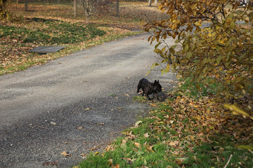 If Sharkey thinks for one second that I'm going to step on those icky smelling ginkgo fruits, she's crazy!  That smell lingers for a very long time.  I'm outta hear!