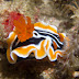Chromodoris magnifica - Photo (c) 104623964081378888743, some rights reserved (CC BY-NC-SA)
