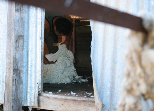 [shearing%2520peek%255B3%255D.jpg]