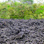 Black Volcanic Rock & Green Lush Trees...  A Beautiful Combination - Auckland, New Zealand
