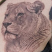 Lioness