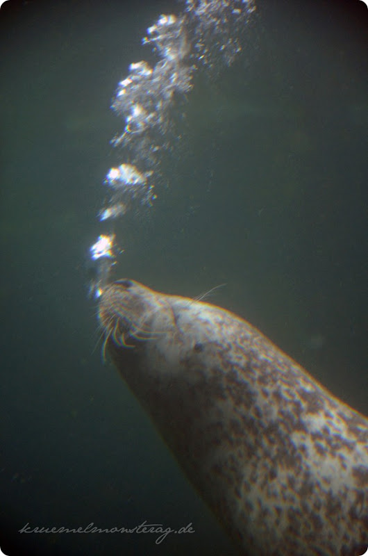 Wremen 20zwölf Tag 6 Zoo am Meer - Robbe