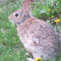 eastern cottontail
