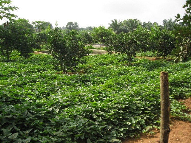 [Benin%2520026%255B3%255D.jpg]