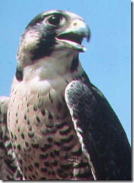 peregrine falconU
