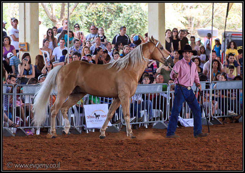 il/Фото: Stallion Show 2011 (20110416 stllion show 075 2294)