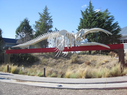 The only whale we saw! A skeleton near the EcoCenter.