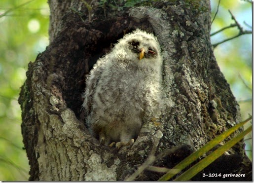 baby myakka owl em 016 baby myakka owl em 016