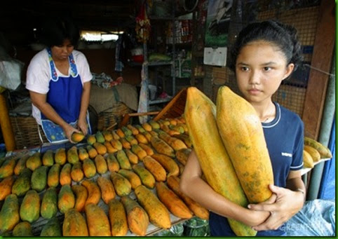 Mamão da Indonesia