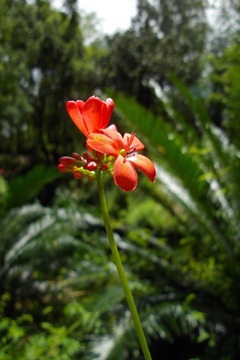 Florida-Flowers