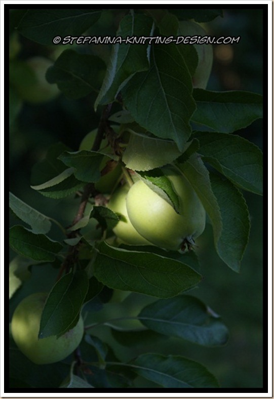 Apples Apples