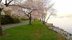 Cherry Walk is part of Riverside Walk, an uninterrupted four-mile-long path along the Hudson River from 72nd to 158th Street that is shared by walkers, runners, roller bladers, dogs, kids, and bikers! (And flowering tree lovers, too!)