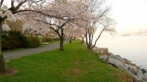 Cherry Walk is part of Riverside Walk, an uninterrupted four-mile-long path along the Hudson River from 72nd to 158th Street that is shared by walkers, runners, roller bladers, dogs, kids, and bikers! (And flowering tree lovers, too!)