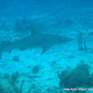 Reef Shark (1).JPG