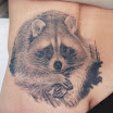 Raccoon