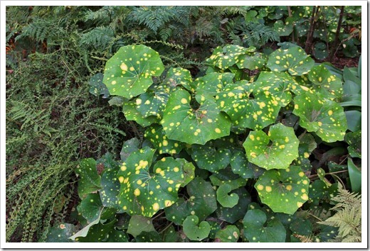 130403_Lotusland_Fern-Garden_Farfugium-japonicum-Aureomaculatum_03