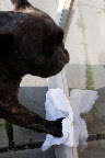 With this nice soft cloth, I'm making the glass really shine!