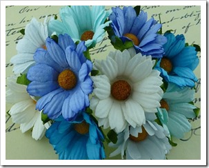 chrysantemum blue