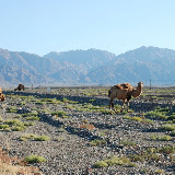 Tianshan - Chameaux et paysage