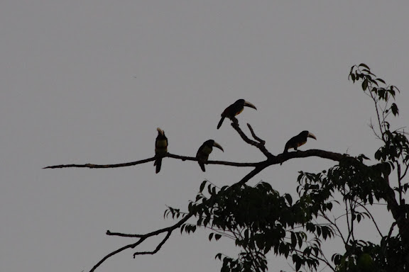 Rassemblement de toucans ariel (Ramphastos vitellinus). Pointe Maripa (Riv. Comté), 9 novembre 2012. Photo : J.-M. Gayman