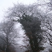 Tree frosted-Brianan Nolan.JPG