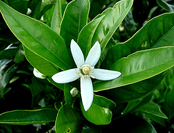 flor de laranjeira - Gloria Ishizaka