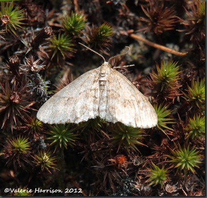 8-early tooth striped moth