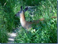 1702 Alberta Lethbridge - Helen Schuler Nature Centre - white-tailed deer