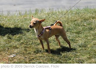 'Small tense dog on leash' photo (c) 2009, Derrick Coetzee - license: http://creativecommons.org/licenses/by/2.0/