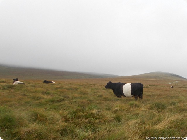 galloways eating tussocks