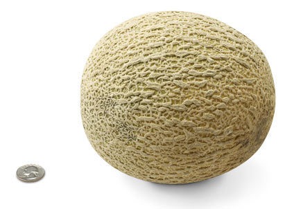 [34-cantaloupe%255B8%255D.jpg]