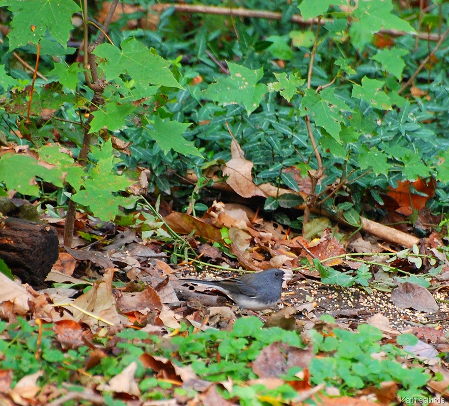 [4.%2520junco-kab%255B4%255D.jpg]