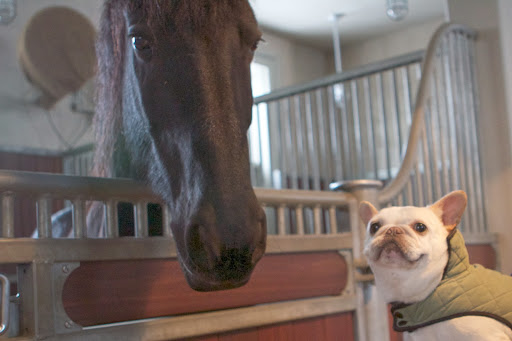 There's a major storm headed our way and Betsy and Dolma are preparing your stalls for an overnight stay indoors. There's a major storm headed our way and Betsy and Dolma are preparing your stalls for an overnight stay indoors.