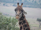Masai Mara