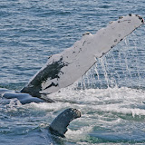 Humpback whale flipper