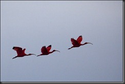 LL - ibis LL - ibis