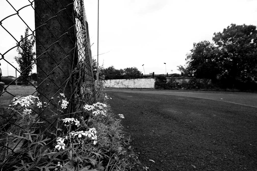 [Roadside-Flowers-2%255B5%255D.jpg]