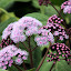 Flowers at the Botanical Garden - Sydney, Australia