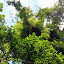 The Rainforest of the Daintree Discovery Centre - Oak Beach, Australia