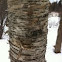 Yellow Birch