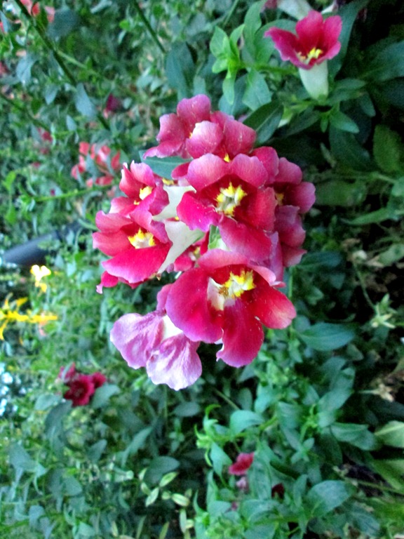 [IMG_1633%255B4%255D.jpg]