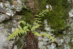 Undetermined Fern.jpg
