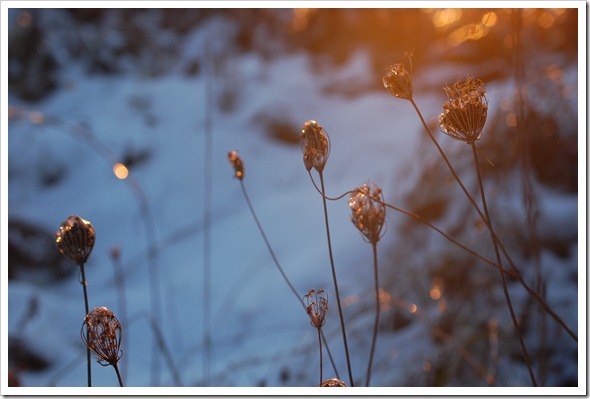 Queen Anne's Frost