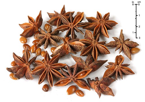 anice stellato illicium anice stellato illicium