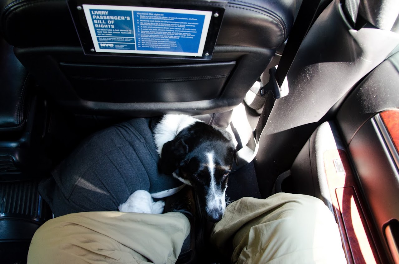 Abby in the town car